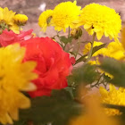 Utente: Vũ Phương