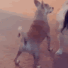 吉拉