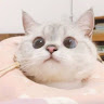 熙澈