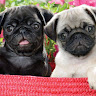 TwoSleepingPug
