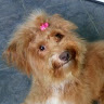 See Tien Ang