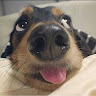 Babi Uhu