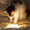Gan