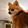 @Mistr_Smith author photo 
