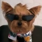 Bruger: Светлана Нероденко