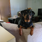 Kullanıcı: Stephanie Meeks