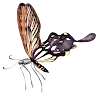 sinadi's Avatar