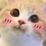 喵咪.