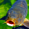 Civitai profile picture for @CARP
