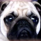 Bruger: Toivo Koskinento