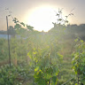 Irad Barkan's photo