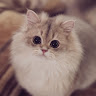 Teh Le Ni profile picture