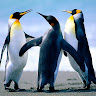 User ID : 447842