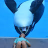 CetaceanRei