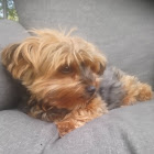 Bruger: Gerd Schönberger