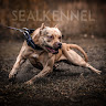 Фото автора: Pitbull Kennel Seal Alina