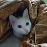 TheNicePig's Avatar