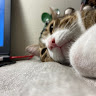 歐熊