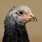 Utente: Sean Modrosic