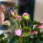 Kullanıcı: qing bo wang