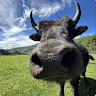 liangzai2485844's Avatar