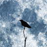 Siro Karas (CrowKaras)