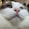 Civitai profile picture for @Brighton