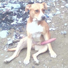 Utilizator: Jhamil Arhuata