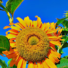 Uživatel: Pramila Panchal