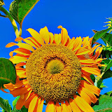 Utilisateur: Pramila Panchal