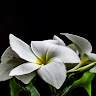 Lam Ygalex