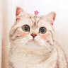 Meomeo