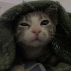 Kullanıcı: 21. Puttita Aumnoiysombatミ