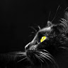 User 21409 avatar