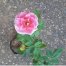 Created by