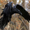 Corvus Corax