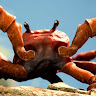 The Ultimate Crab