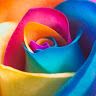 Lucretia L.'s profile image