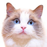 Civitai profile picture for @automatic