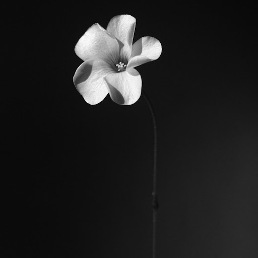 Sumit Singh profile pic