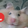 userThumbnail