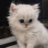 Deniz K******** Profil Resmi