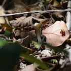 New Mexico whiptail