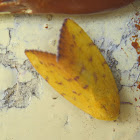 Yellow Moth