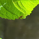 Jumping Spider