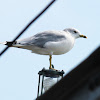 ring-billed gull