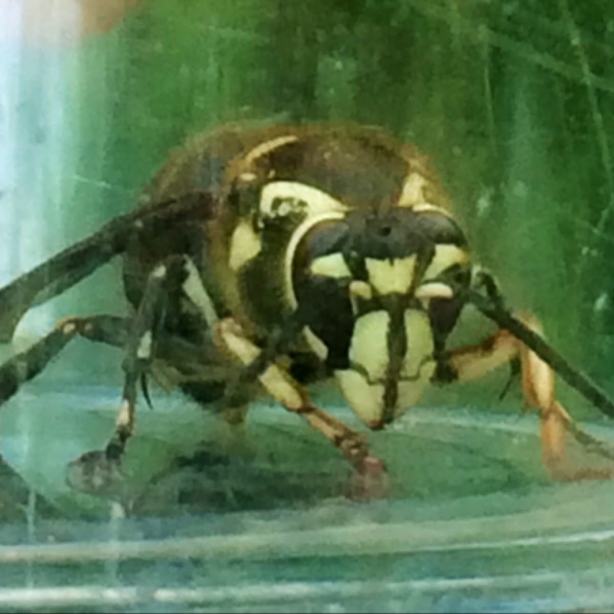 Baldfaced Hornet