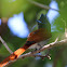 African Paradise-Flycatcher