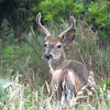 White Tailed Deer