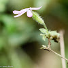 Red Campion